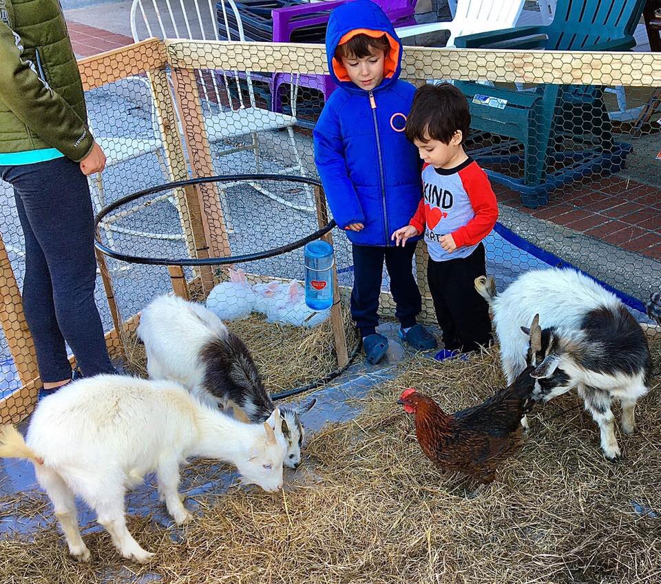 A trip to Rooster Home & Hardware in Dallas can lead to an encounter with goats, bunnies and chickens.