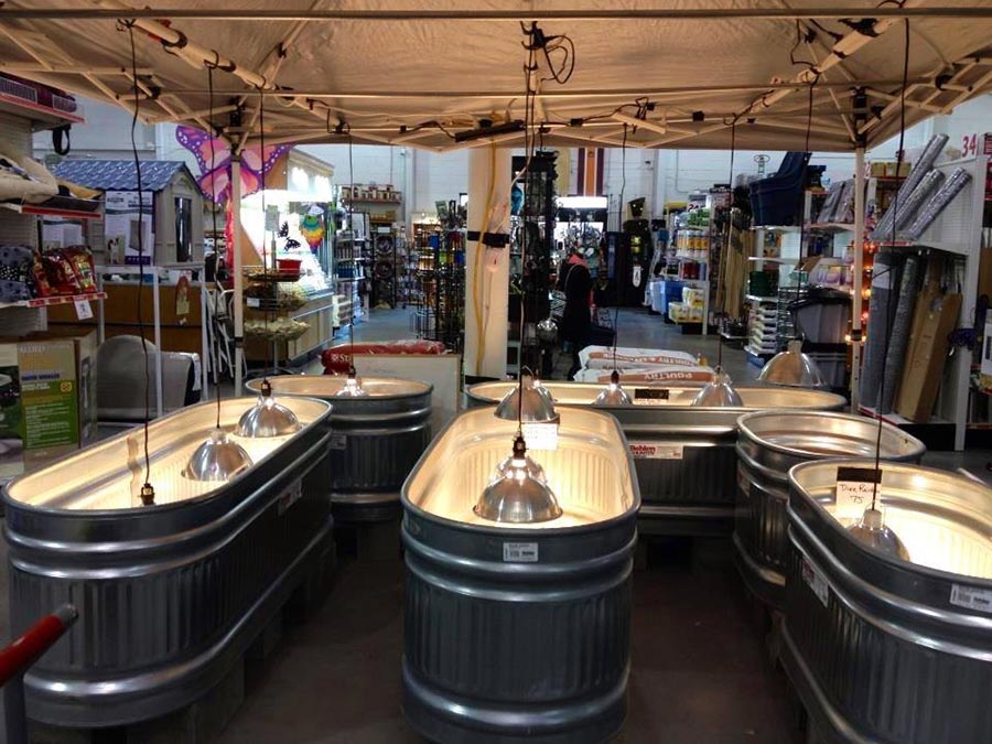 360 Hardware sells a lot of baby chicks in the spring.