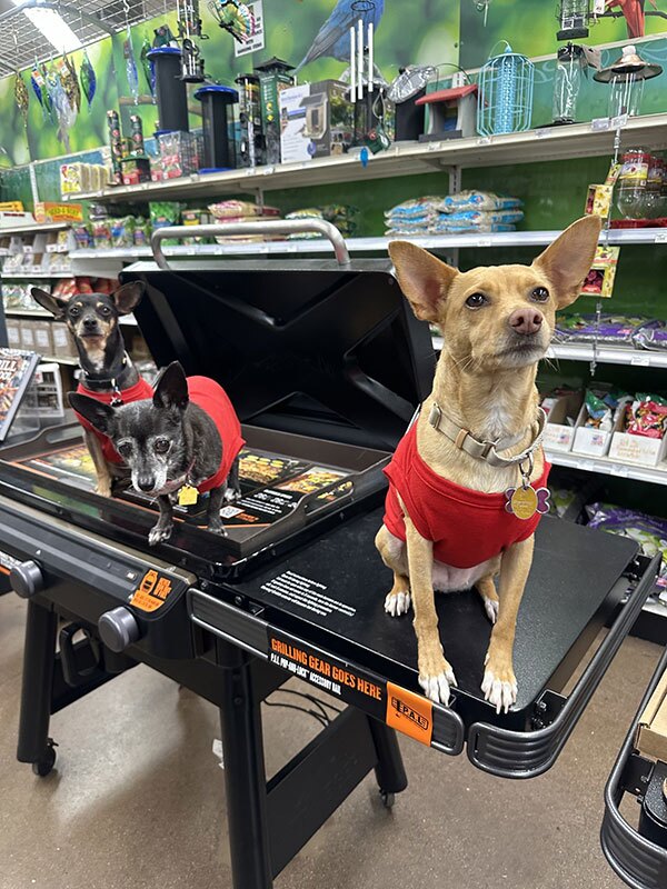 Pinnacle Ace Hot Dogs Pinnacle Peak Ace Hardware & Paint Raises Over $20,000 for Local Animal Charities
