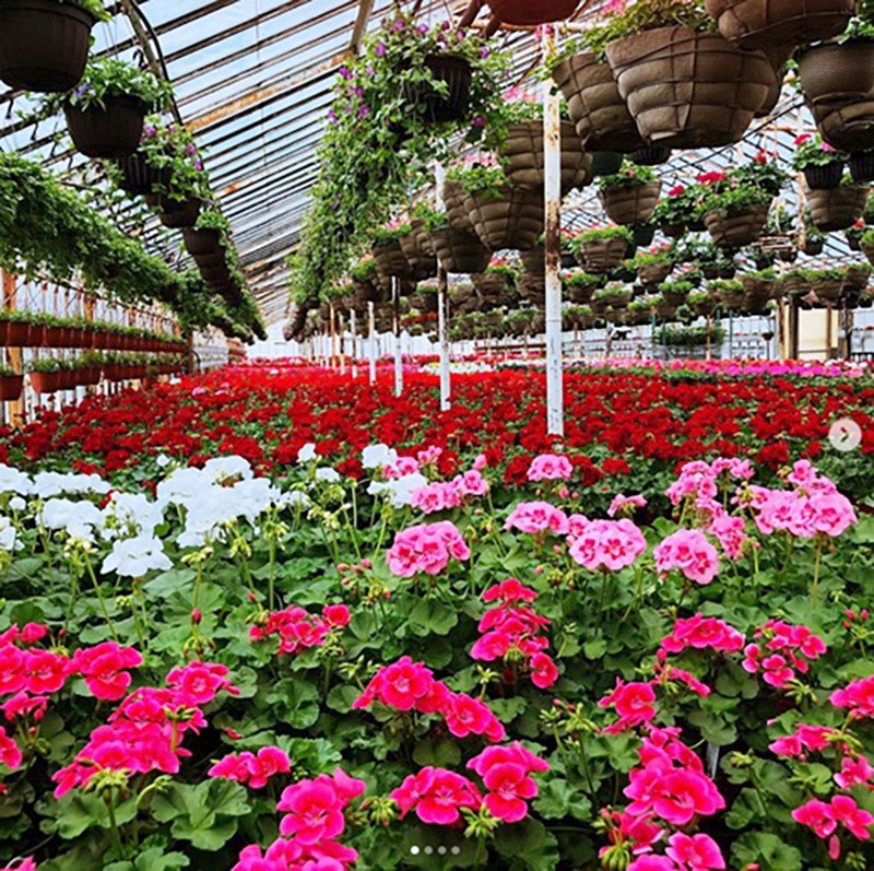 Bayport Flowers 1 Blooming With Purpose